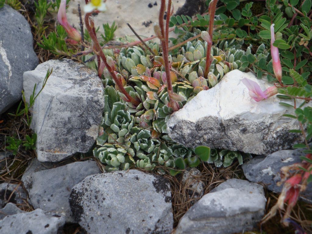 Saxifraga paniculata (Saxifragaceae)